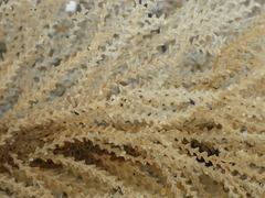 Abietinaria