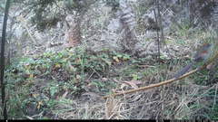 Synallaxis subpudica