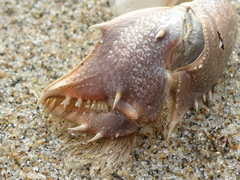 Blepharipoda occidentalis