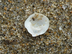 Crepipatella lingulata
