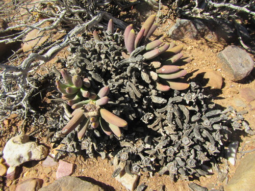 Image of Cylindrophyllum tugwelliae by (c) douglaseustonbrown, some rights reserved (CC BY-SA)