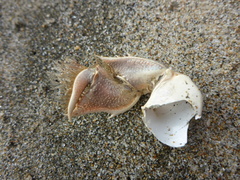 Blepharipoda occidentalis