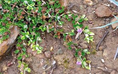 Blepharis integrifolia