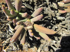 Cylindrophyllum