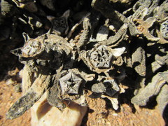 Cylindrophyllum