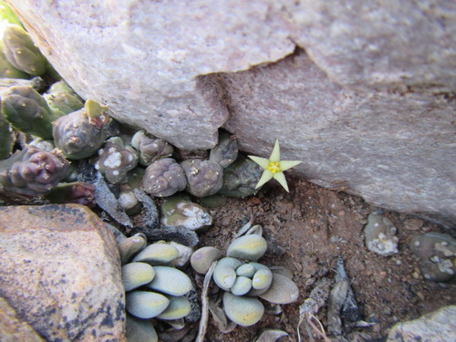 Ceropegia geminata