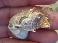 Blepharipoda occidentalis