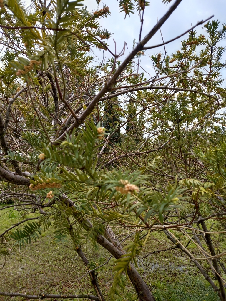 Cephalotaxus oliveri (Cephalotaxus oliveri)
