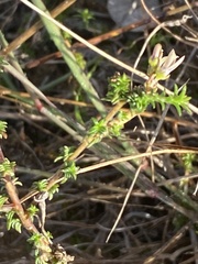 Wahlenbergia tenella