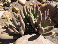 Cylindrophyllum