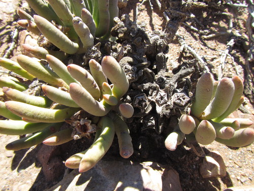 Image of Cylindrophyllum tugwelliae by (c) douglaseustonbrown, some rights reserved (CC BY-SA)