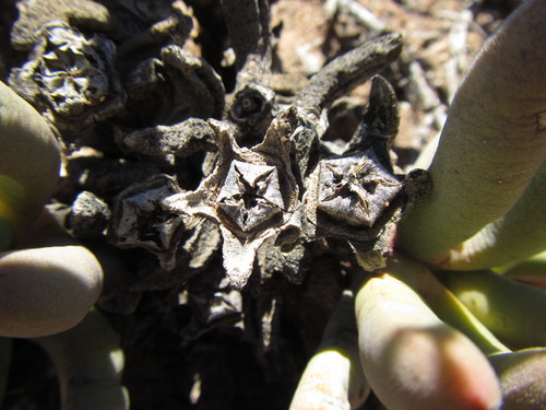 Image of Cylindrophyllum tugwelliae by (c) douglaseustonbrown, some rights reserved (CC BY-SA)