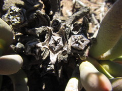 Cylindrophyllum