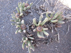 Cylindrophyllum