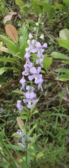 Angelonia angustifolia