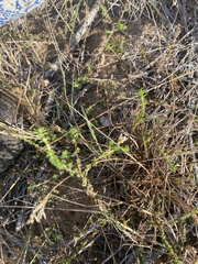 Wahlenbergia tenella
