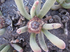 Cylindrophyllum