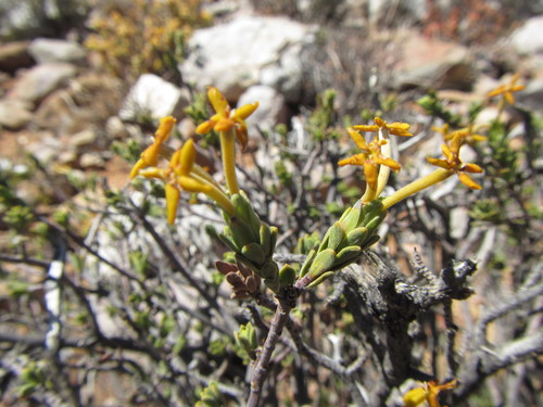 Image of Lasiosiphon deserticola by (c) douglaseustonbrown, some rights reserved (CC BY-SA)