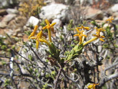 Lasiosiphon deserticola