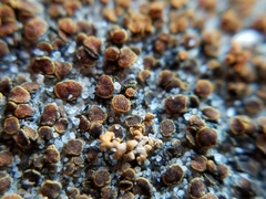 Lichenoconium xanthoriae