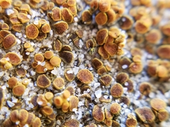 Lichenoconium xanthoriae