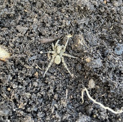 Arctosa maculata