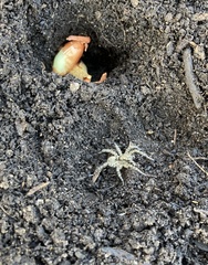 Arctosa maculata