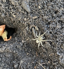 Arctosa maculata