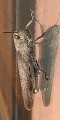 Tettigonia viridissima