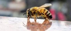 Apis mellifera