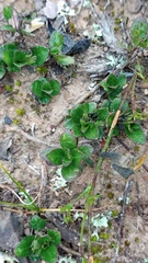 Ruellia pilosa