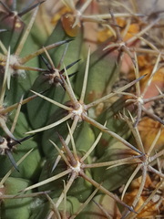 Mammillaria meiacantha