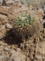 Mammillaria meiacantha