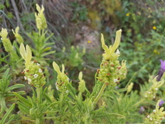 Lavandula viridis