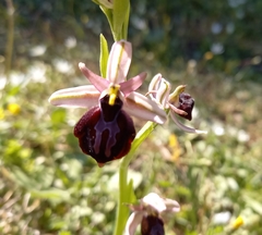 Ophrys sphegodes spruneri