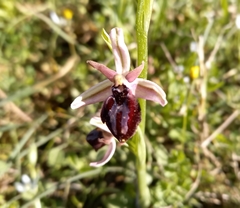 Ophrys sphegodes spruneri