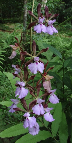 Encyclia phoenicea, photograph 6