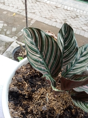 Goeppertia sanderiana