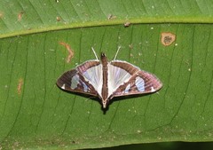 Glyphodes actorionalis