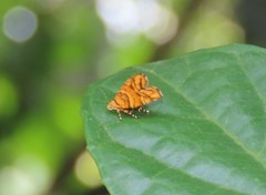 Choreutis trigoides