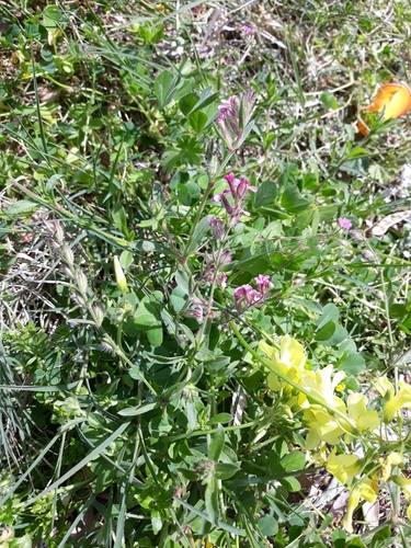 Silene gallica iNat (1)