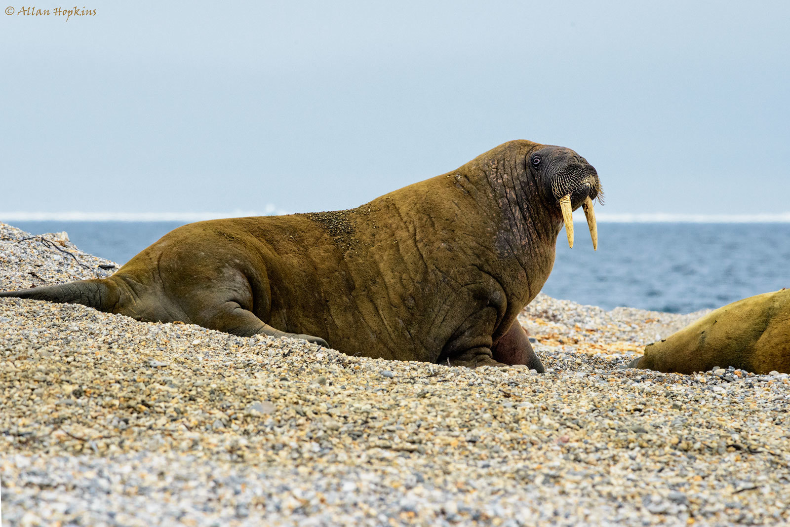 Walrus (Odobenus rosmarus) · iNaturalist