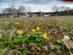 Ficaria verna calthifolia