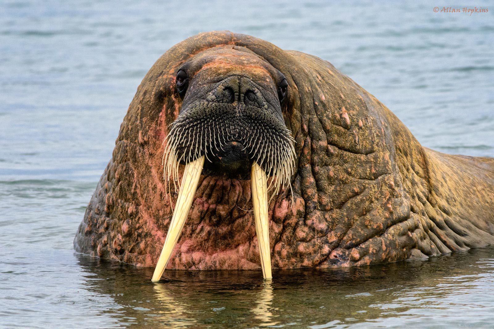 morsa (Odobenus rosmarus) in Rordaustlandet.