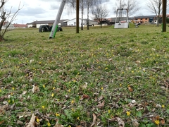 Ficaria verna calthifolia