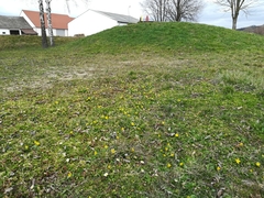 Ficaria verna calthifolia