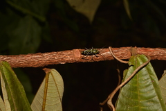 Megacyllene angulata