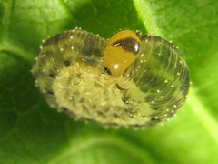 Empria pumila