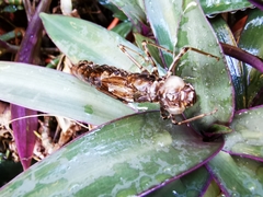 Anax aurantiacus