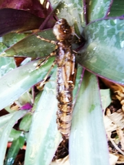 Anax aurantiacus